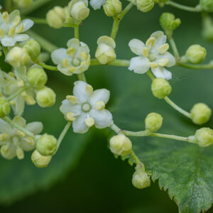 Elderberry Flowers (per pound)