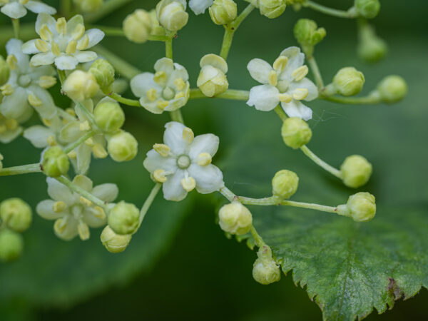 Elderberry Flowers (per pound)